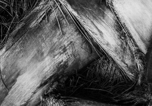 Enhancing Texture and Contrast in Black and White Images